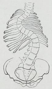 Braus_1921_84