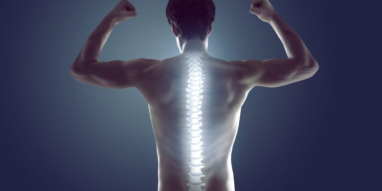 Illustration of the spine